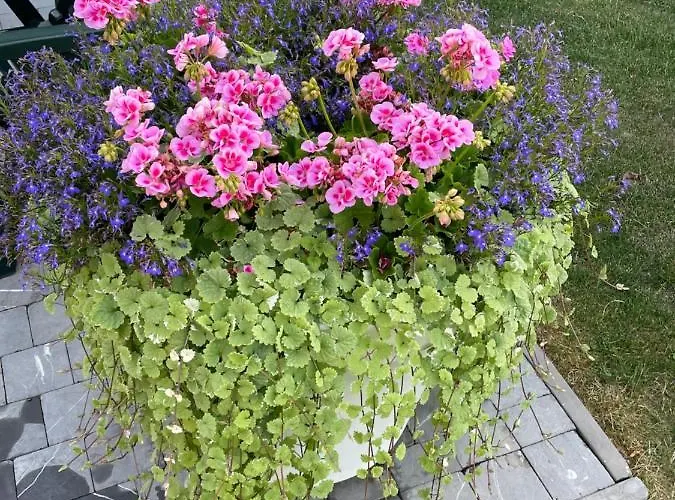 D'hotlis 아파트 아이웨일